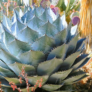 Cold-Hardy Agaves for Your Garden